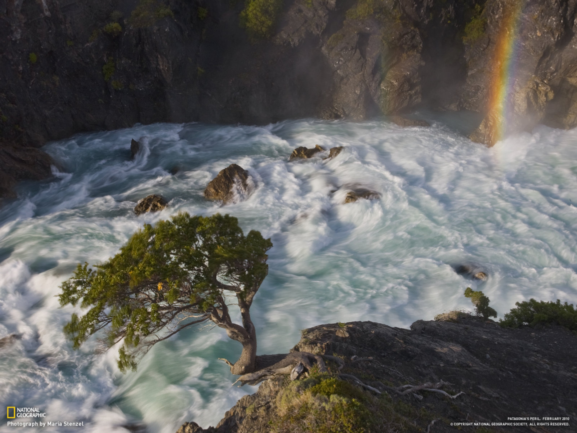 Дерево в горной реке
