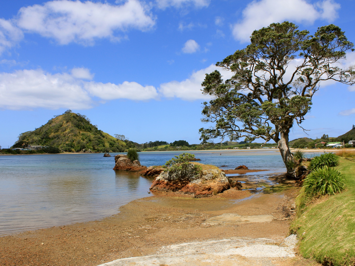 Дерево на берегу озера