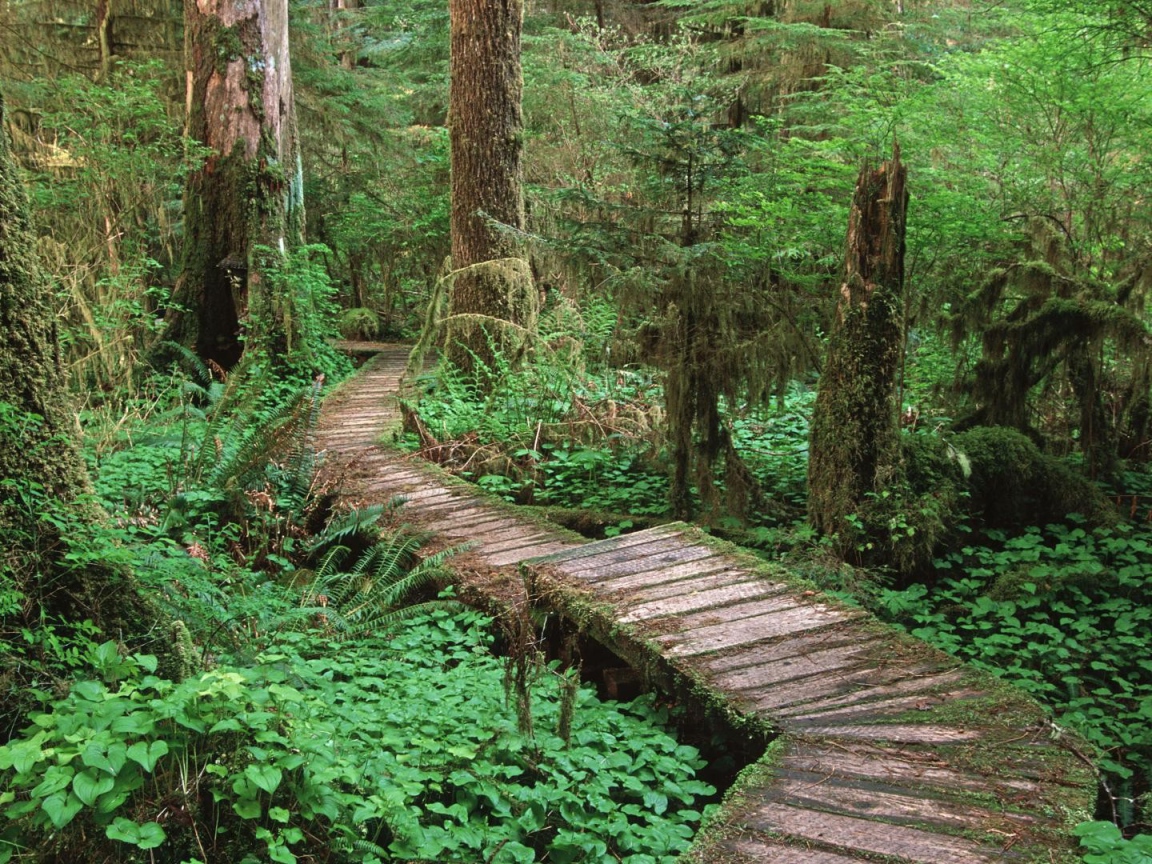 Дорога через болото