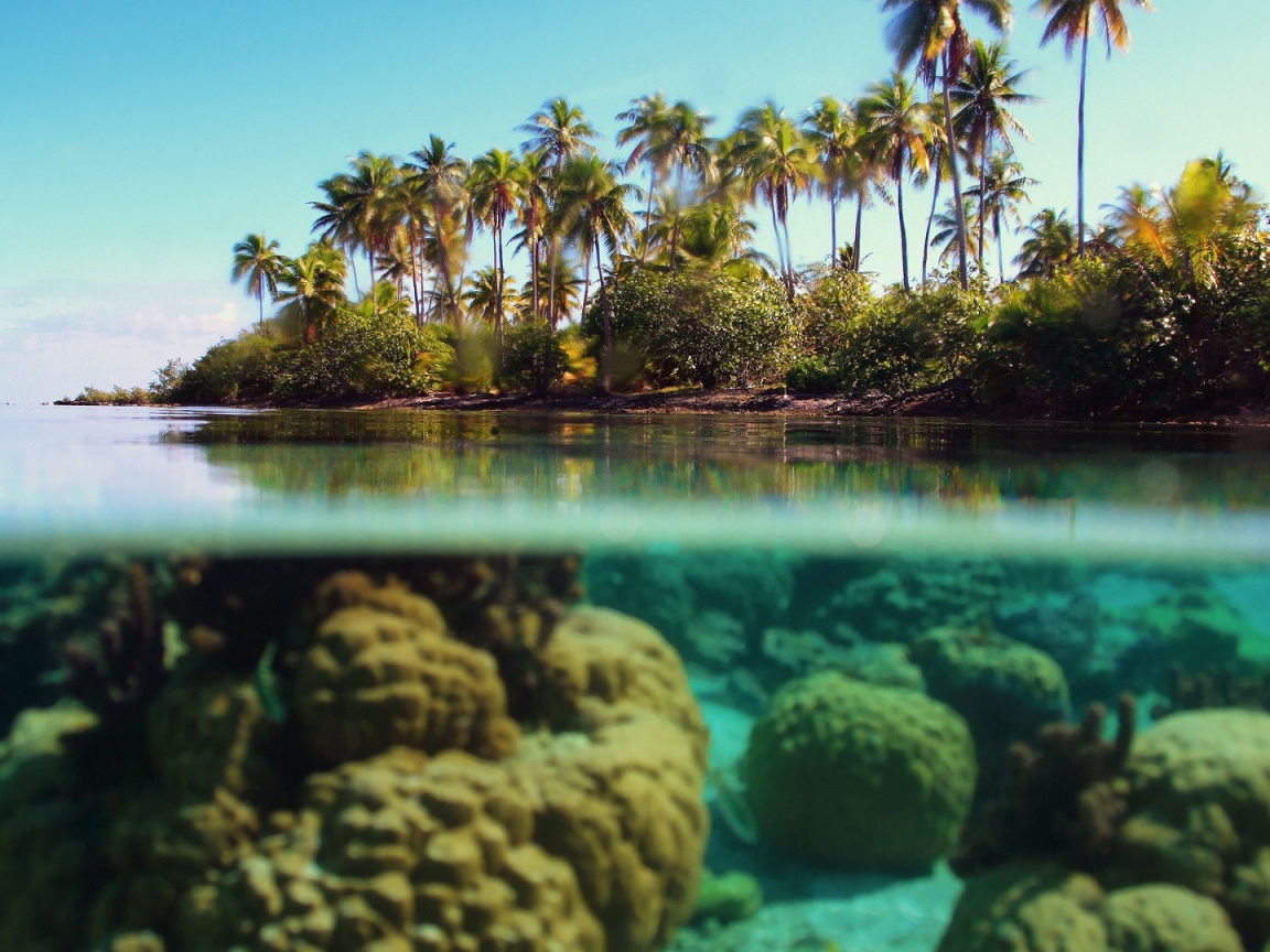 Растения на суше и в воде