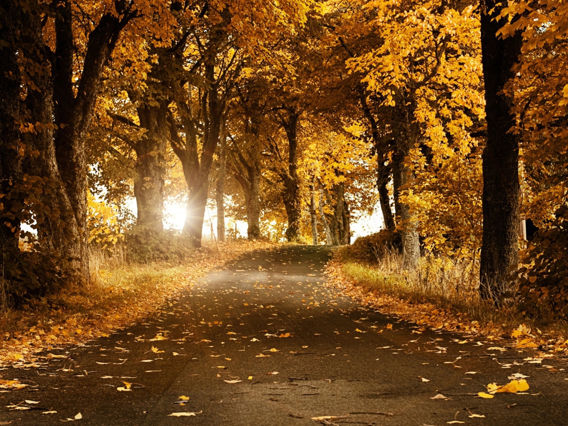 Осенний ветер