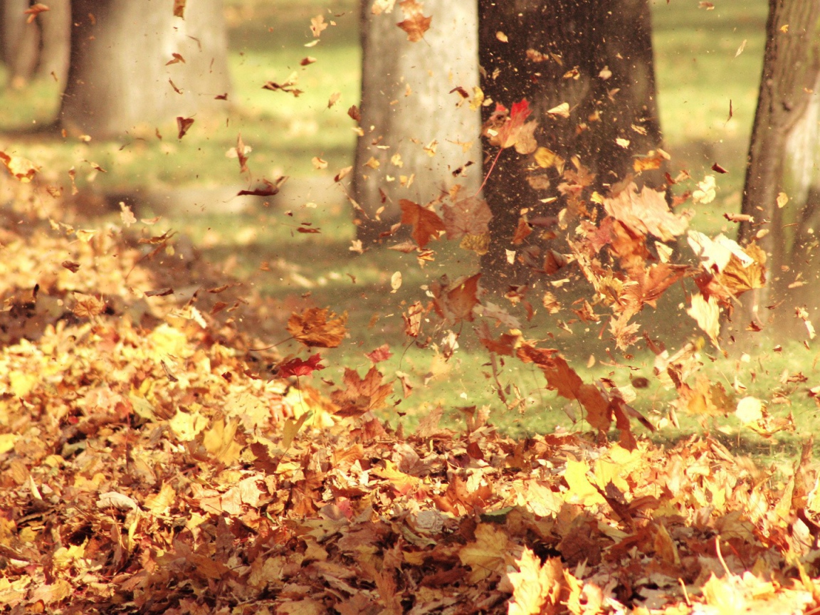 Осень листопад. Осенние листья кружат. Падающие листья. Шуршать осенними листьями. Словно листья на ветру