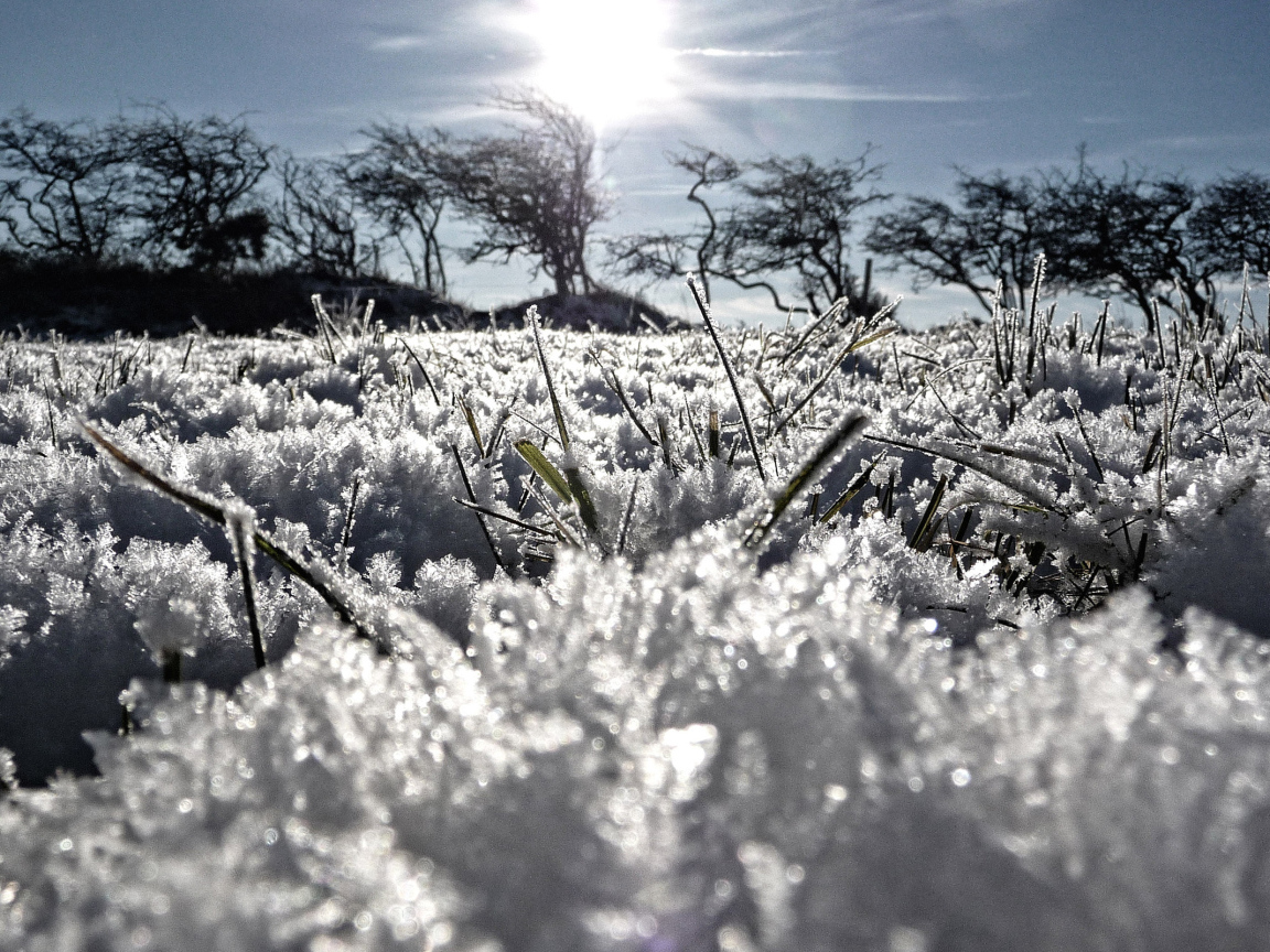 Трава из под снега весной
