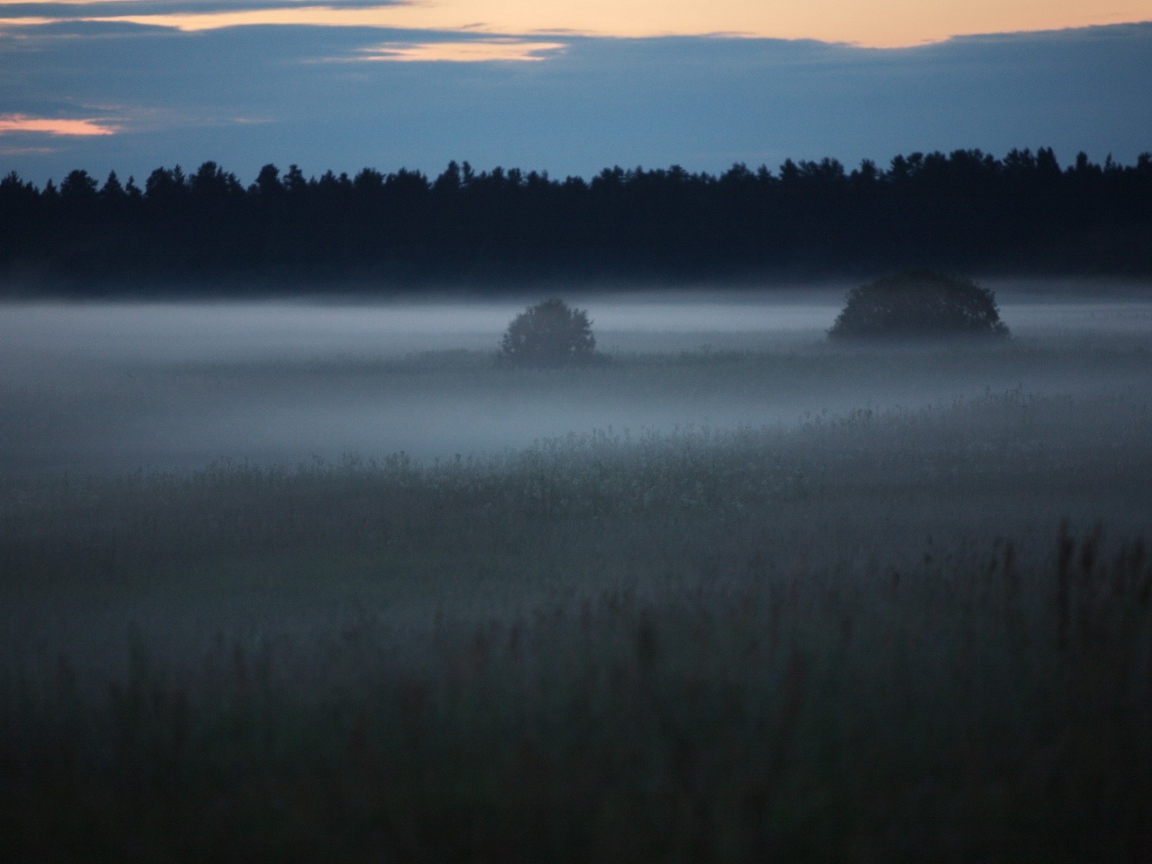 Весенняя поляна с туманом