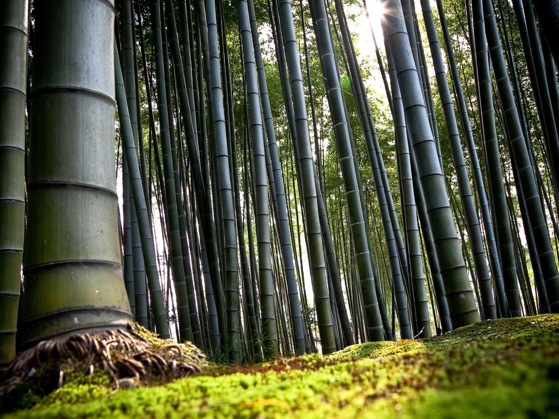 Weather in the bamboo forest in the spring