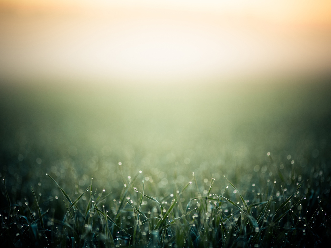 Весеннее утро с росой