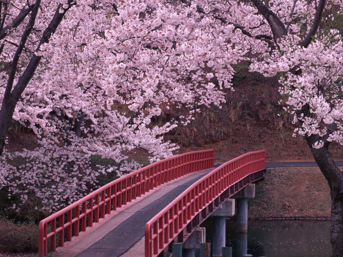Мост через реку в цветущем саду