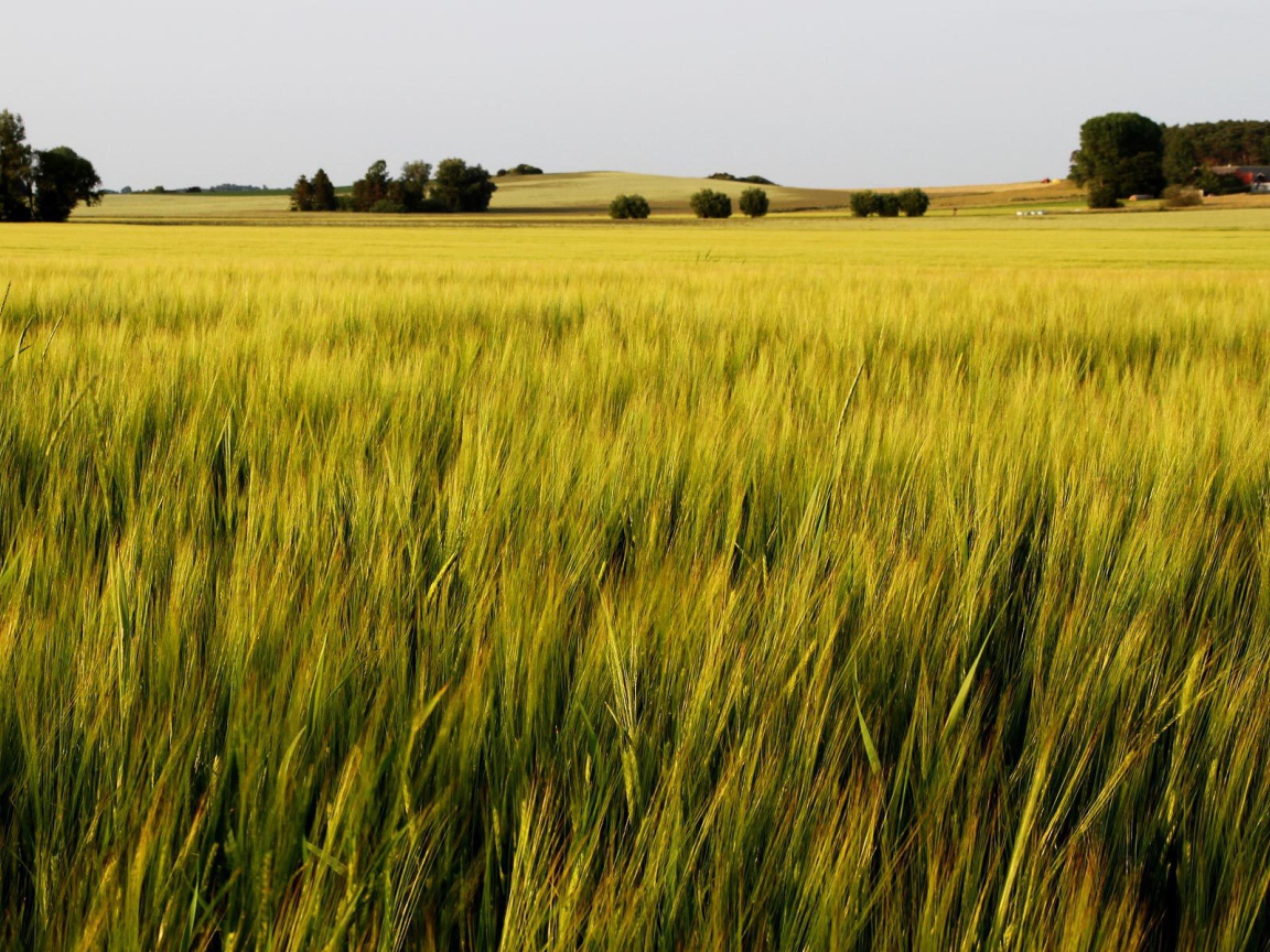 Зеленое летнее поле