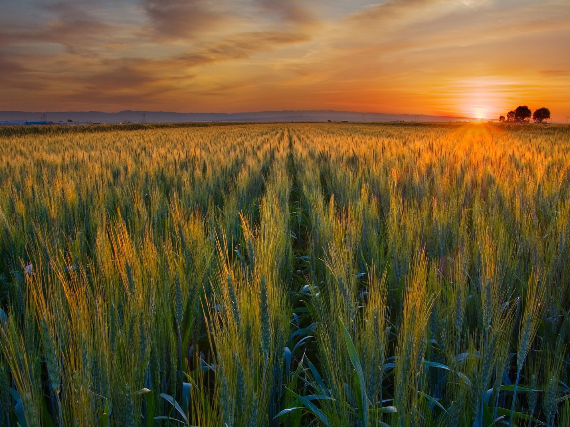 Закат над полем в Калифорнии