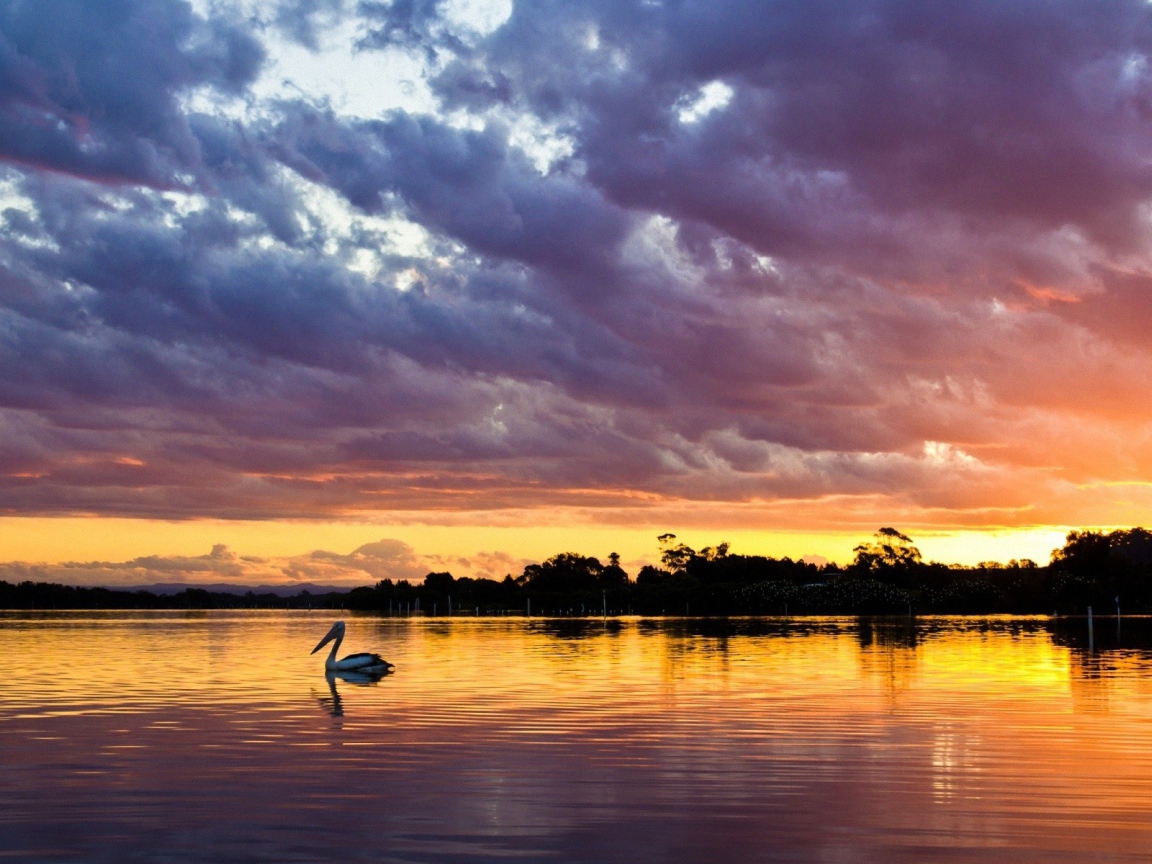 Закат над озером с птицей