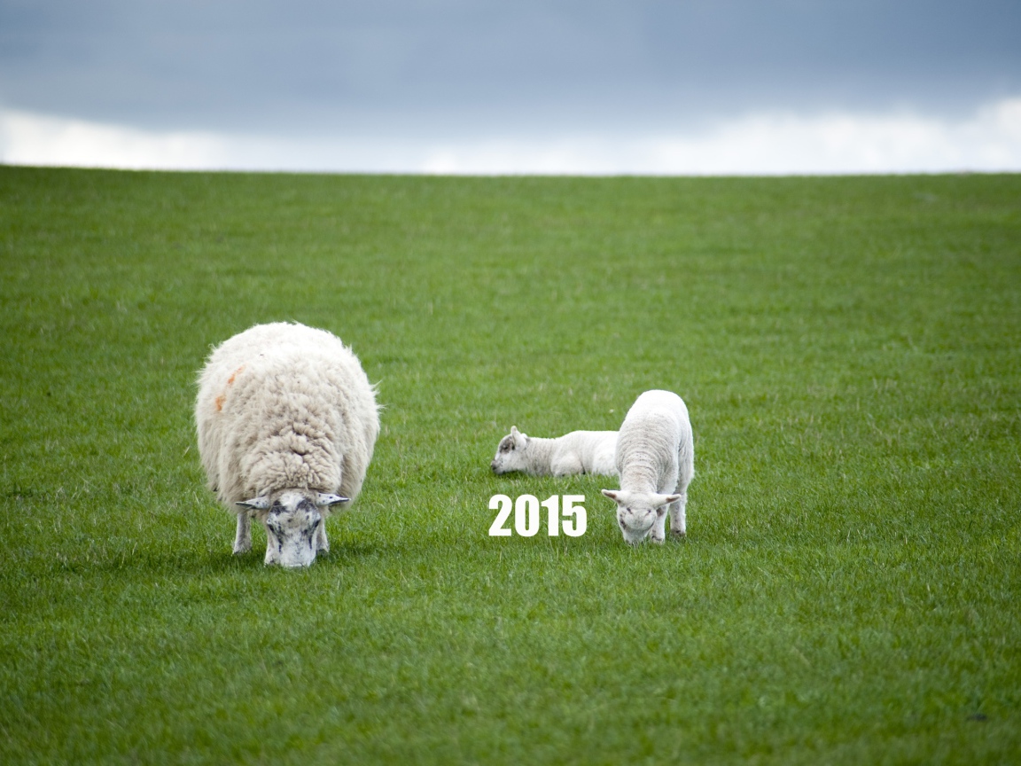 Новый Год овечки 2015
