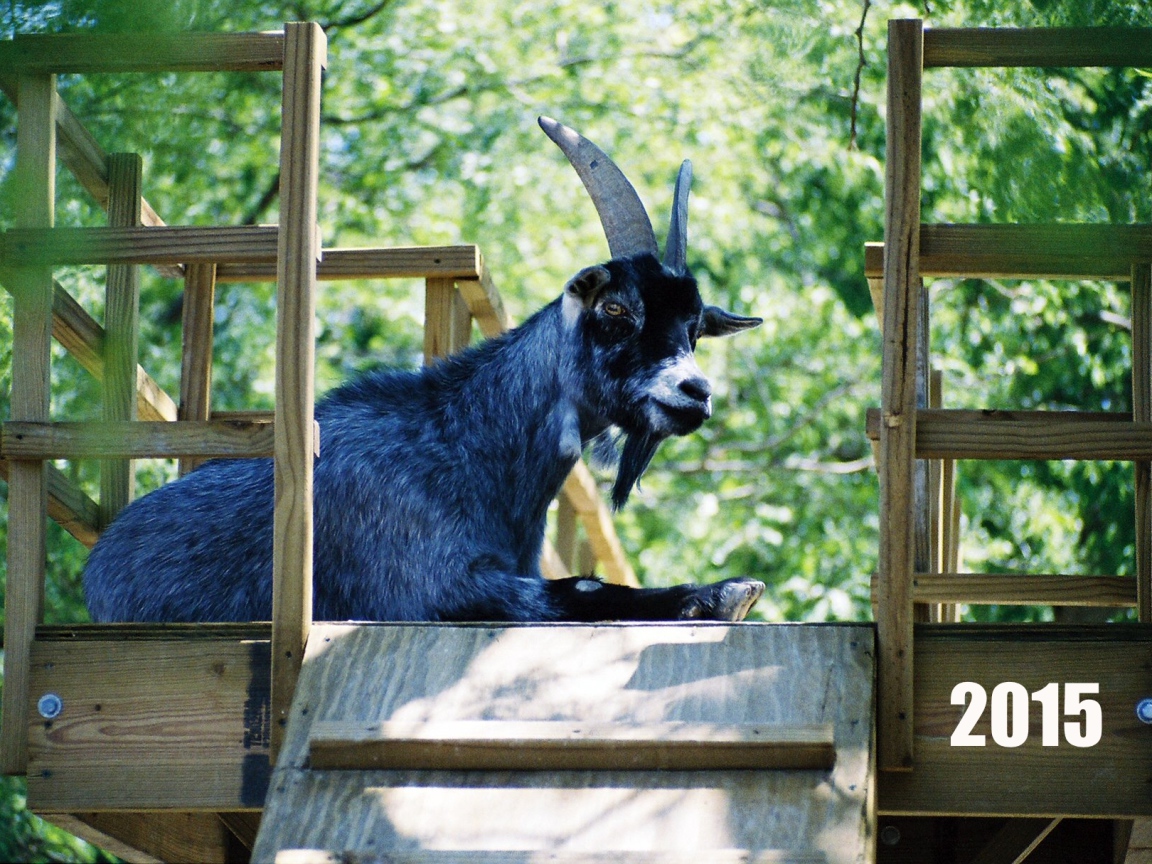 Новый Год 2015 Синяя коза