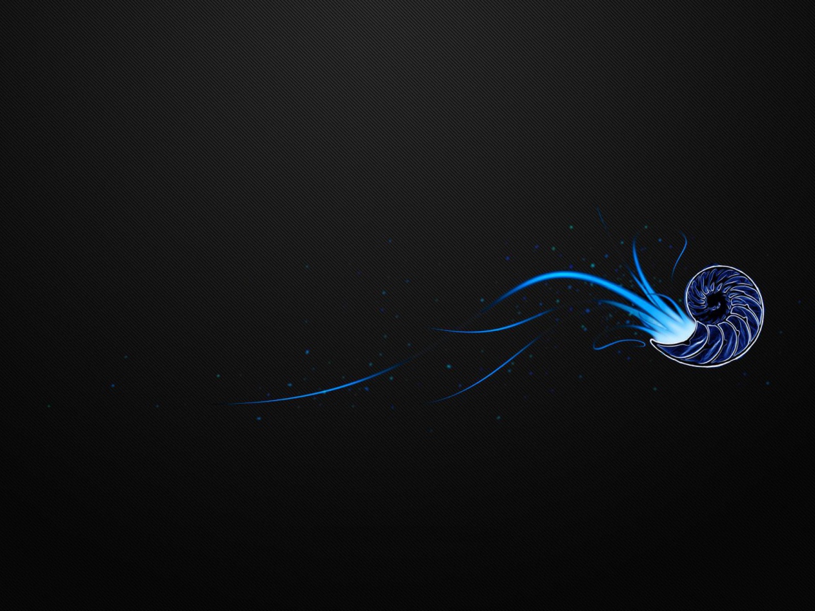 Ракушка на черном фоне