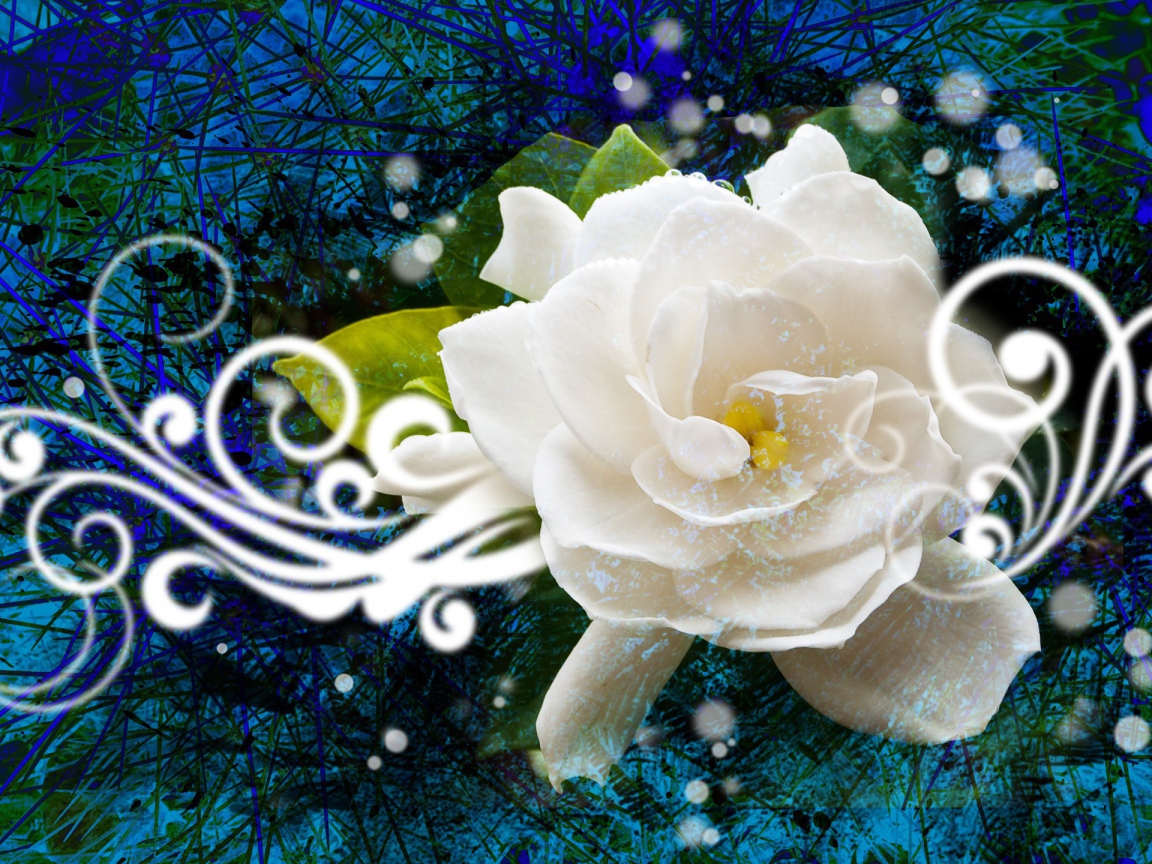 Абстракция с белой розой