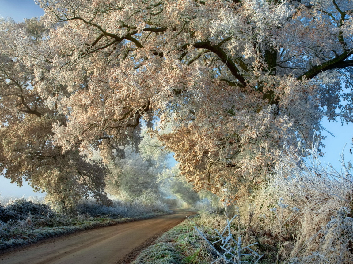 The trees in the white hoarfrost