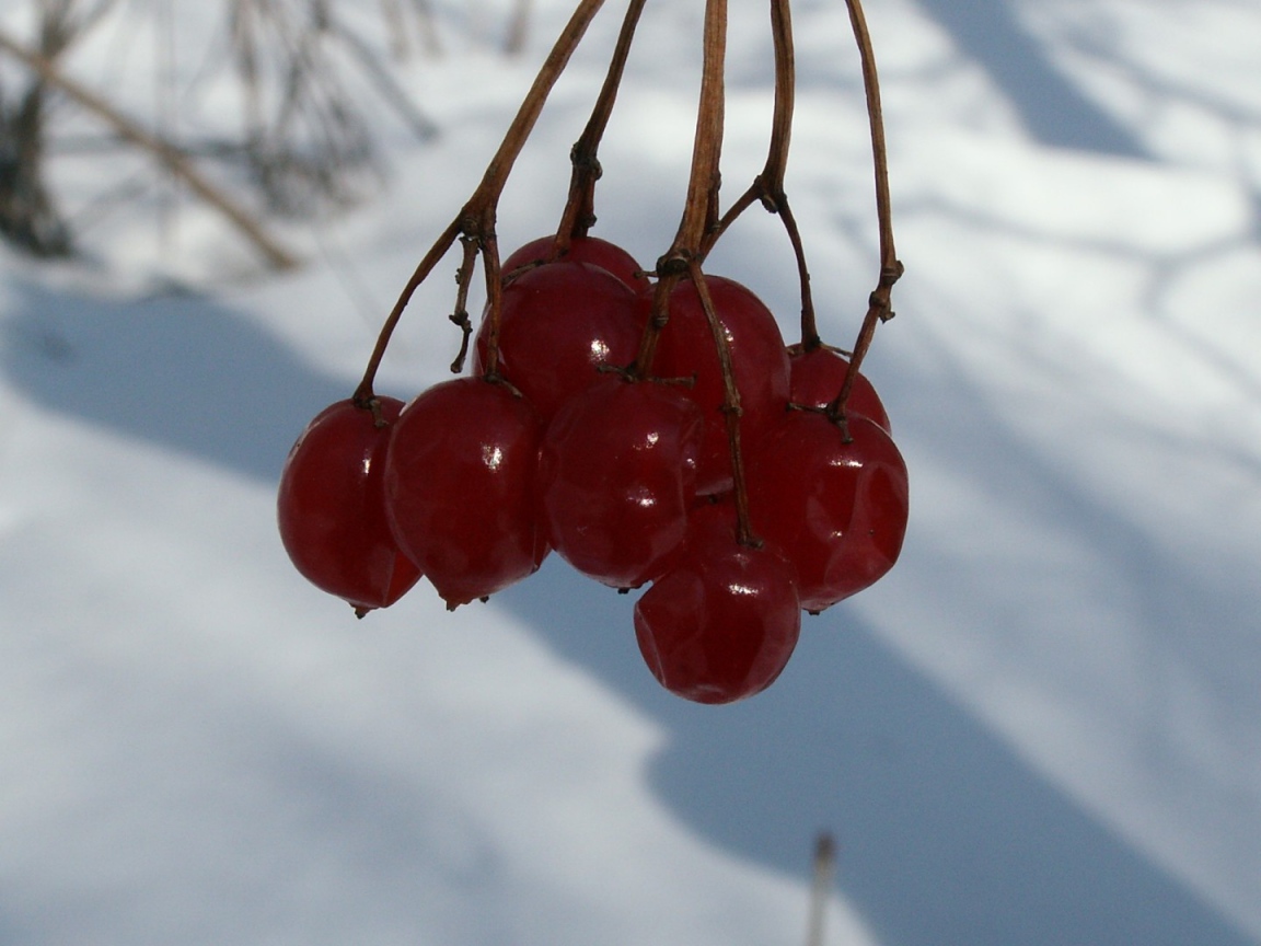Зимняя вишня картинки. Вишня зимой читать. Вишня под снегом. Вишня на зиму. Вишня зимой.