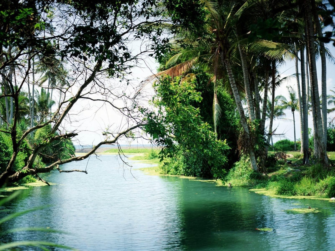 Лес на Бали