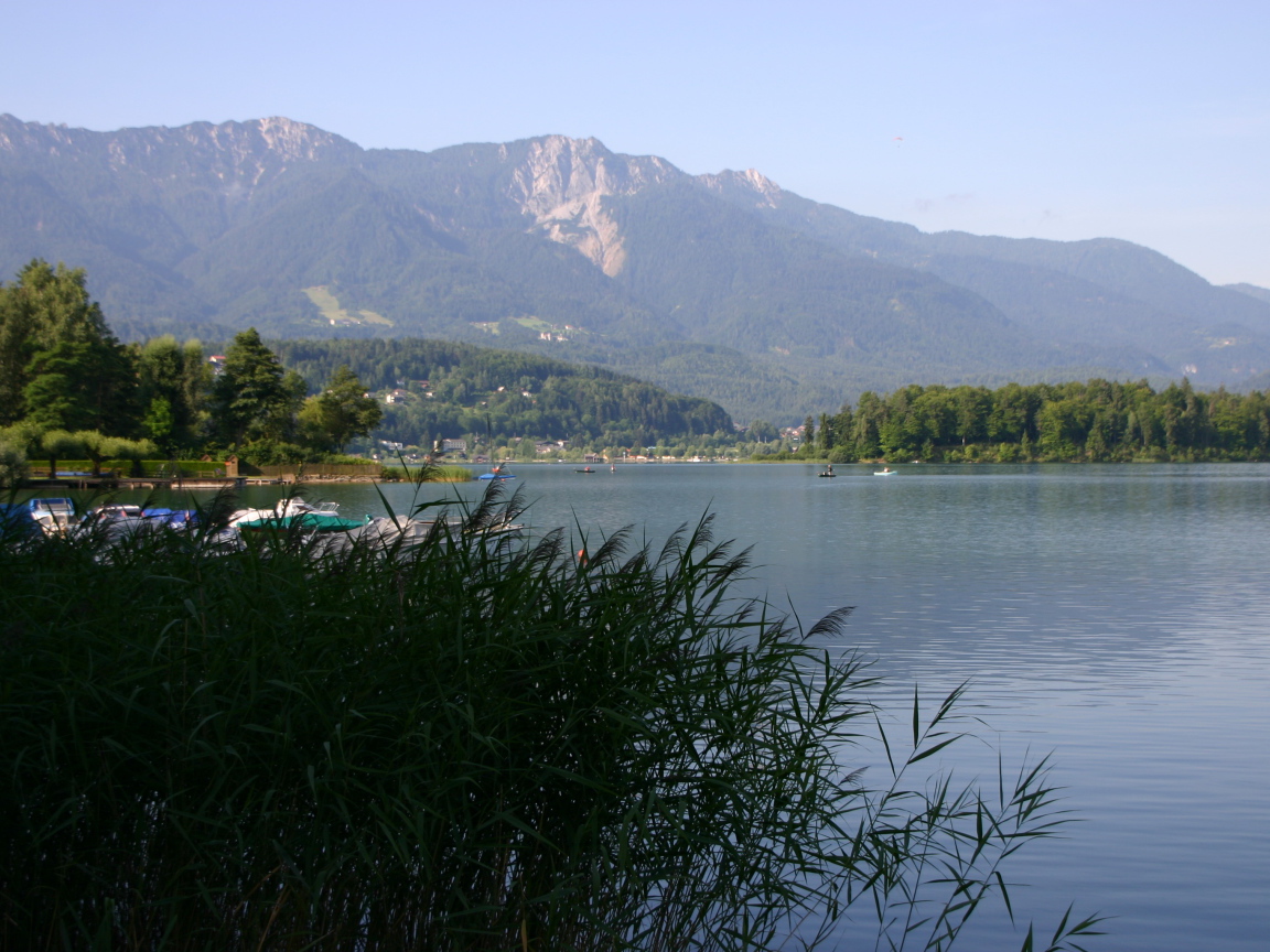 Камыши на озере на курорте Фаакер-Зее, Австрия