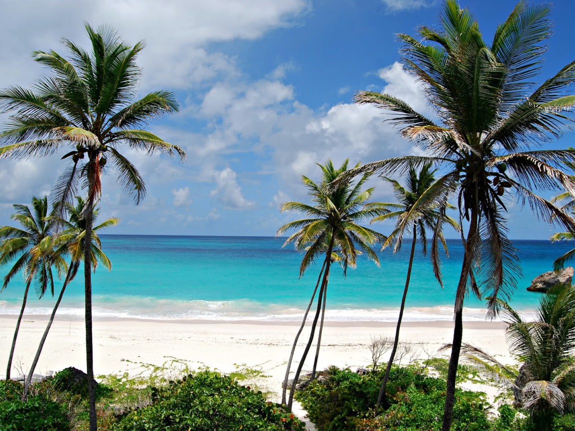Пальмы на пляже в Барбадосе