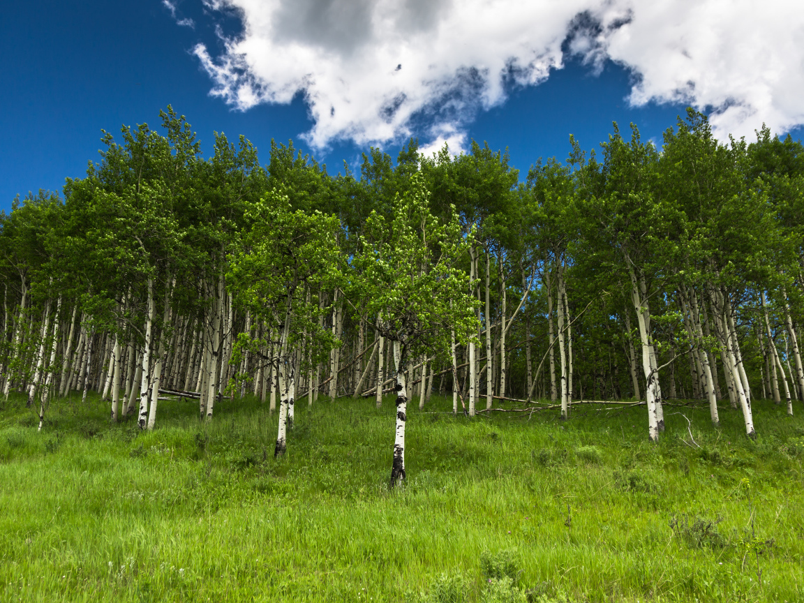 Альберта, Канада