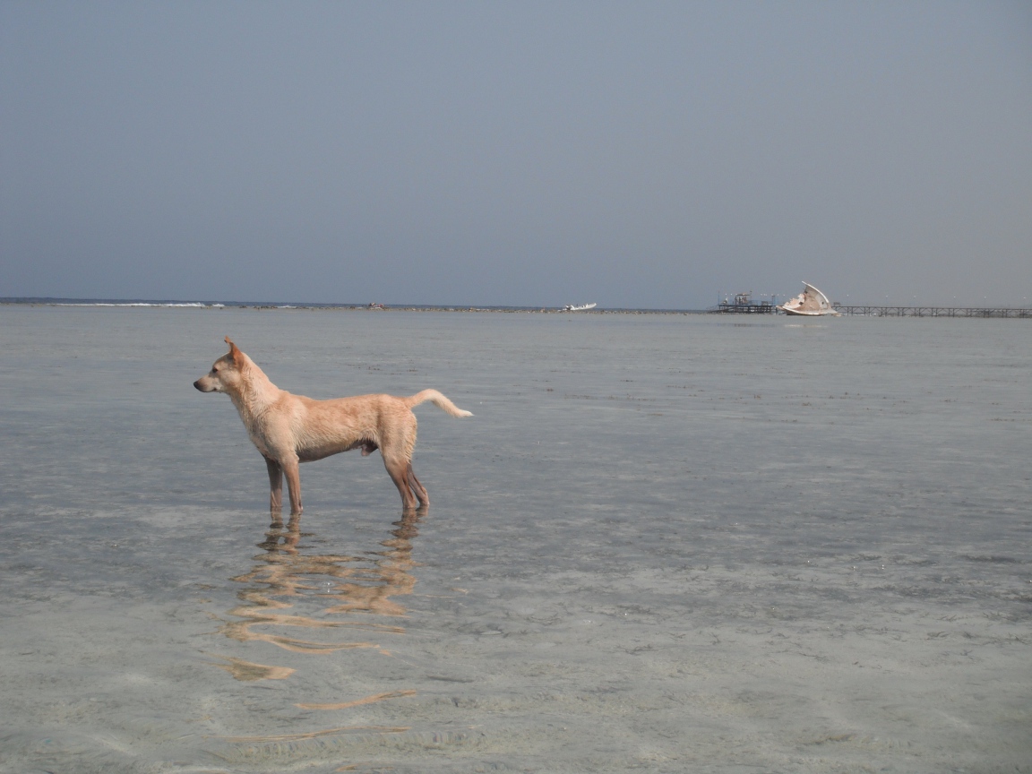 Собака в воде на курорте Марса Алам, Египет
