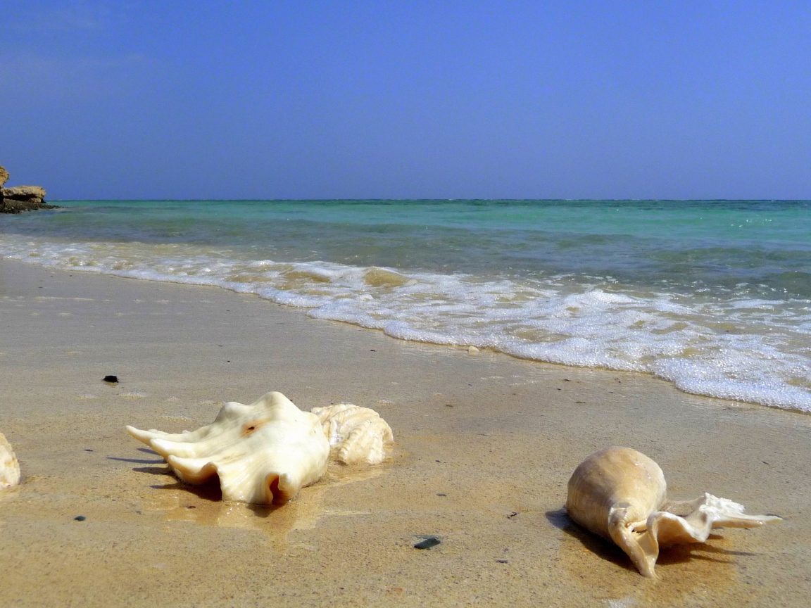 Seashells on the beach in the resort of El Quseir, Egypt