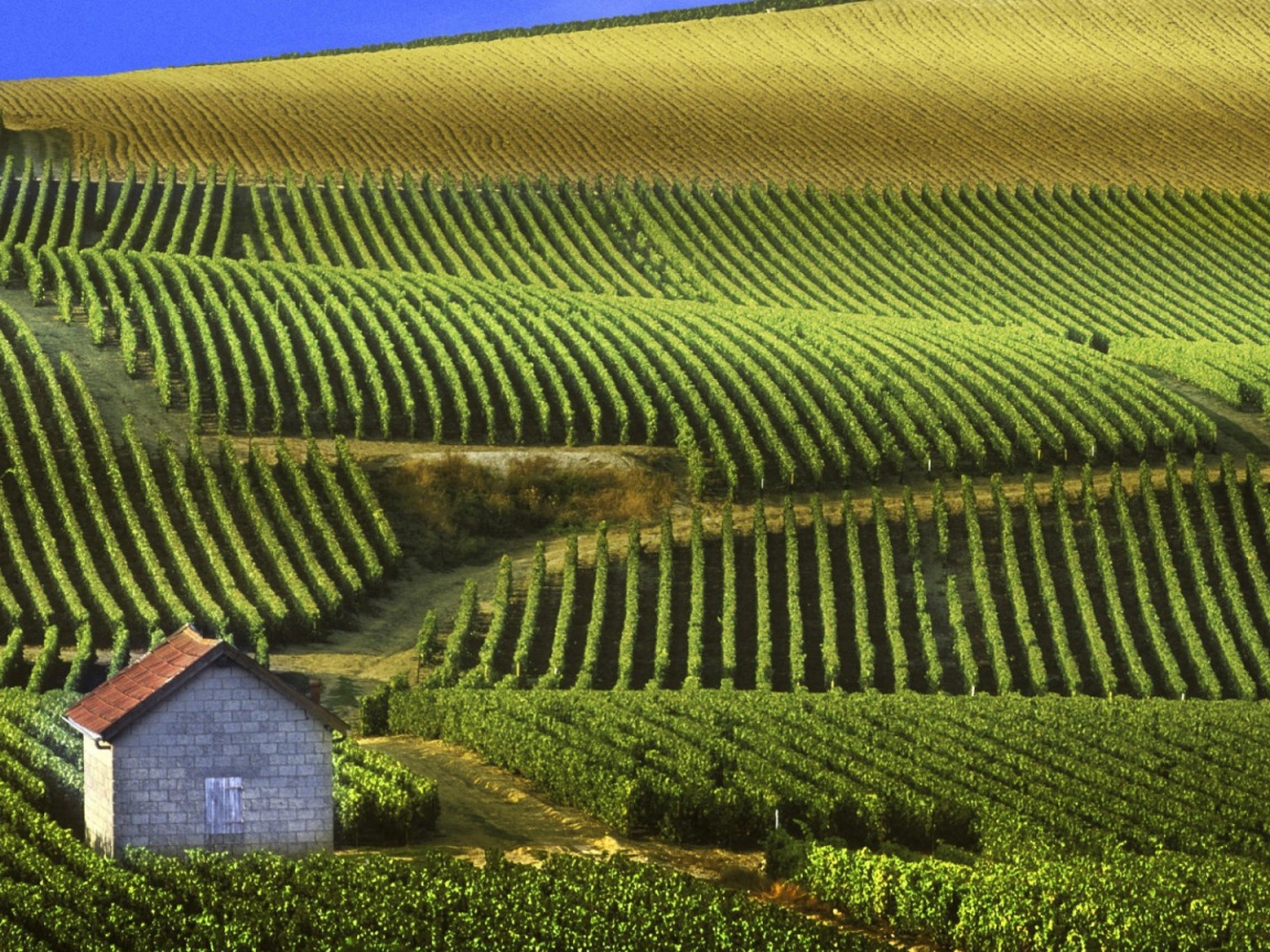 Бескрайние виноградники в провинции Шампань, Франция
