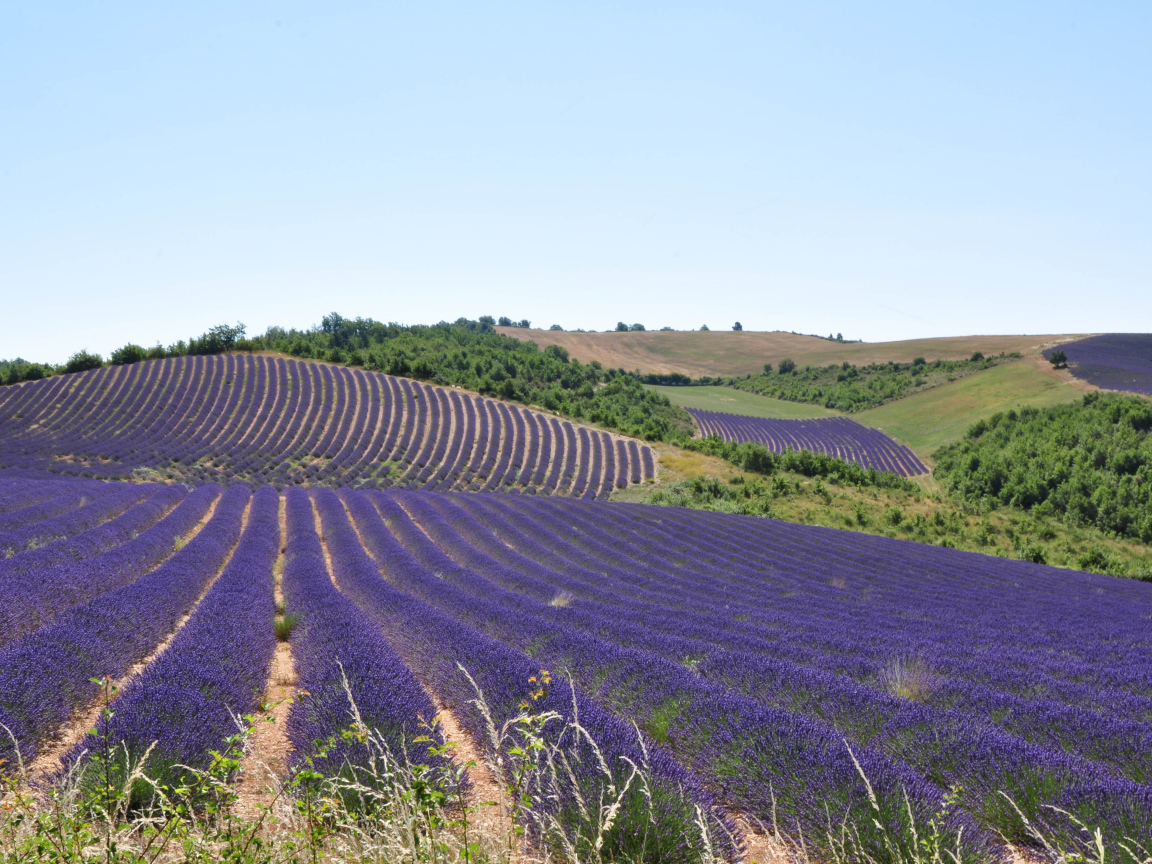 Лавандовые поля в Провансе, Франция