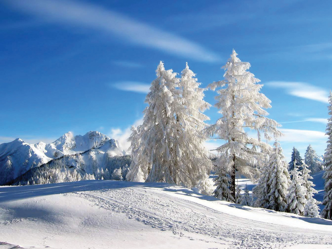 Белые ели на горнолыжном курорте Лез Арк, Франция