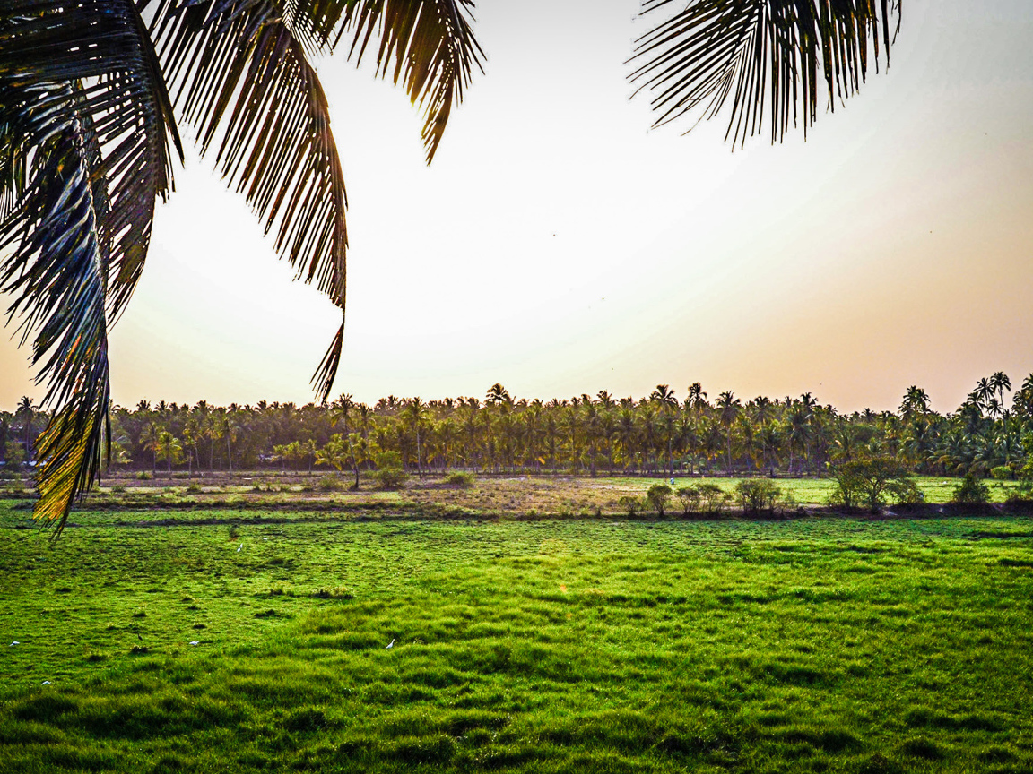 Поля на Гоа