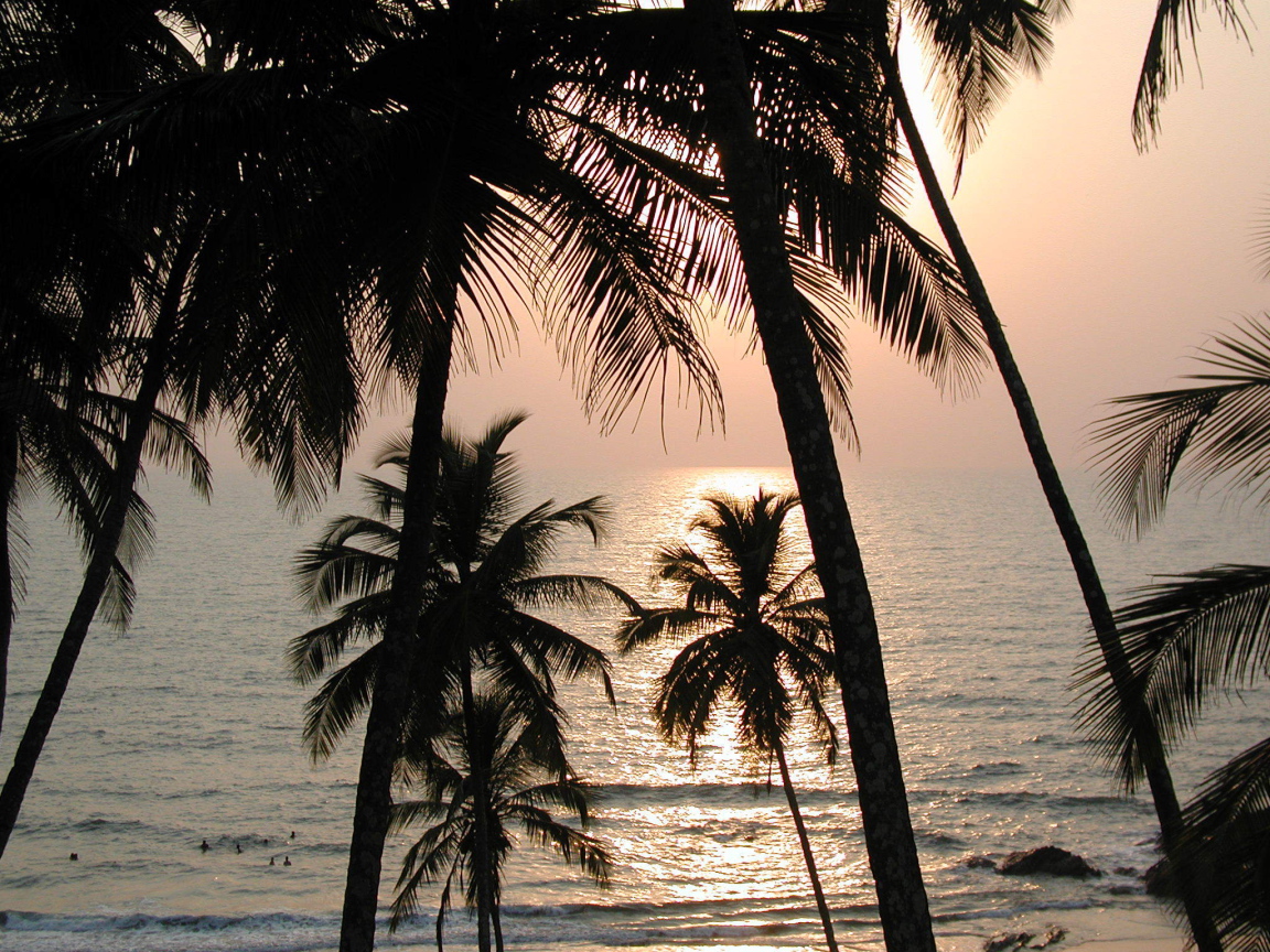 Пальмы на пляже в Вагаторе