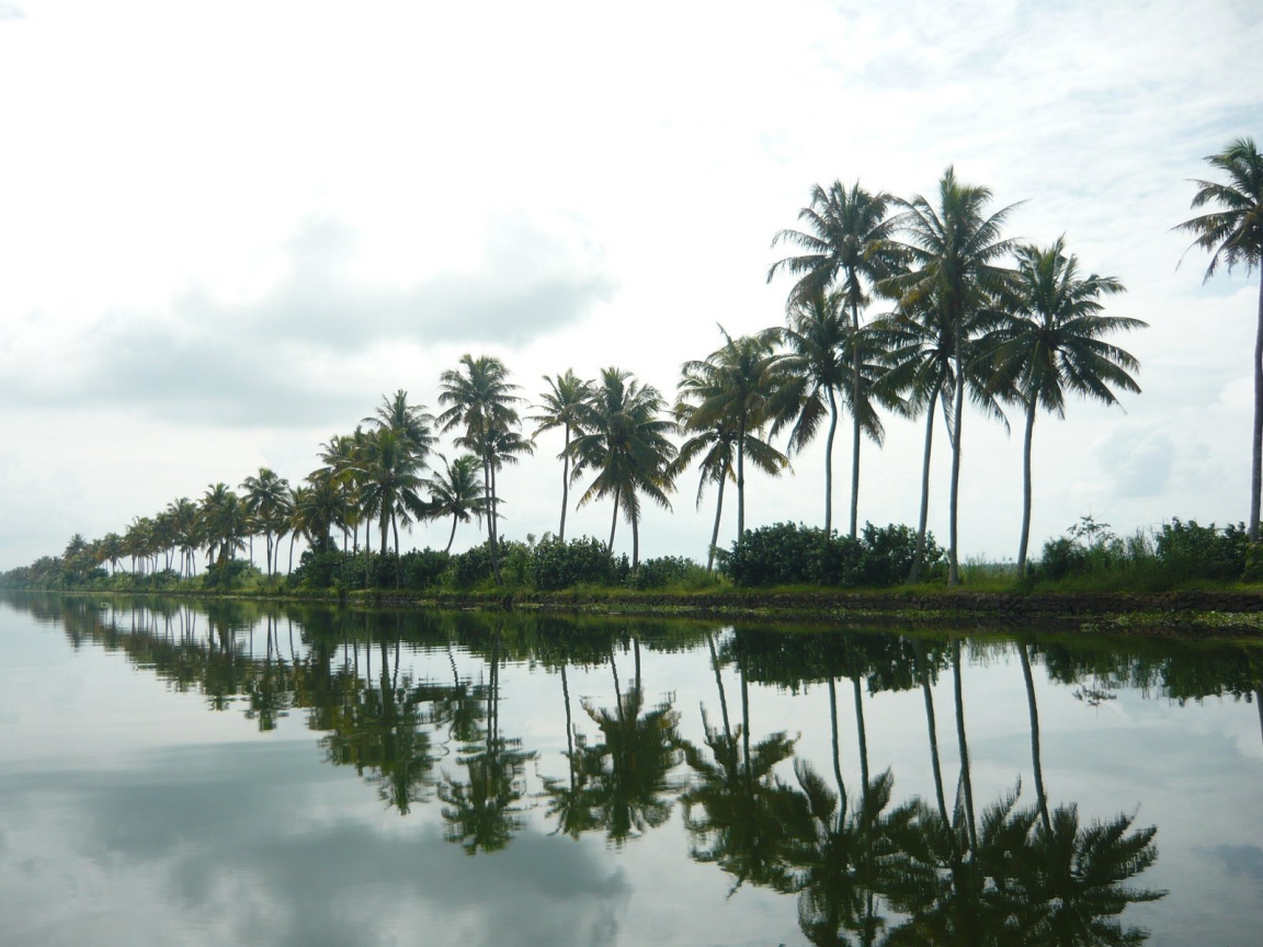 Пальмы в Алапуже