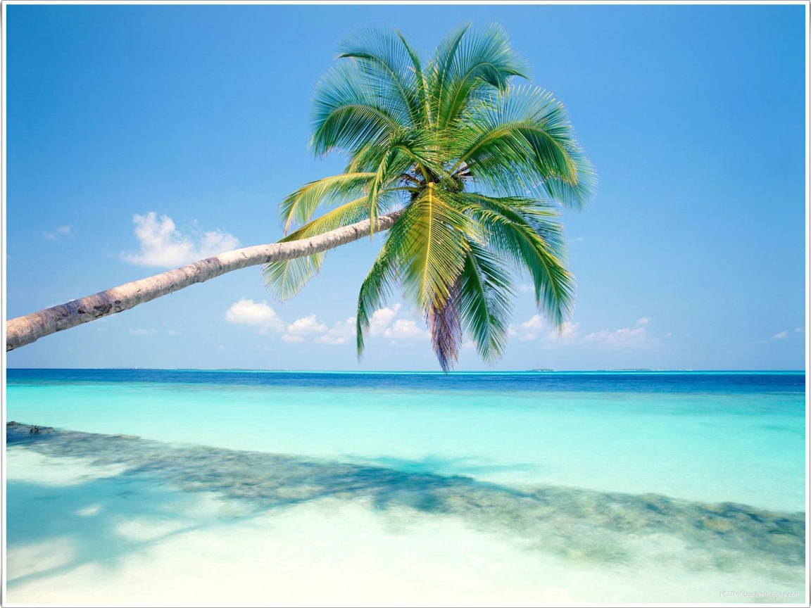 Пальмы в Гоа