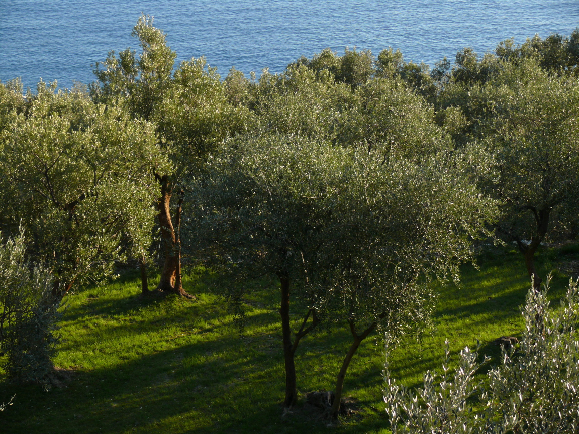 Olive trees on the background of the sea in Liguria, Italy