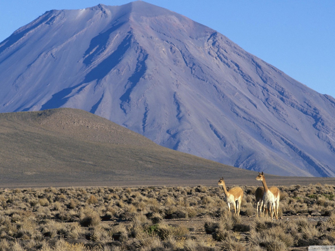 Ламы в Перу