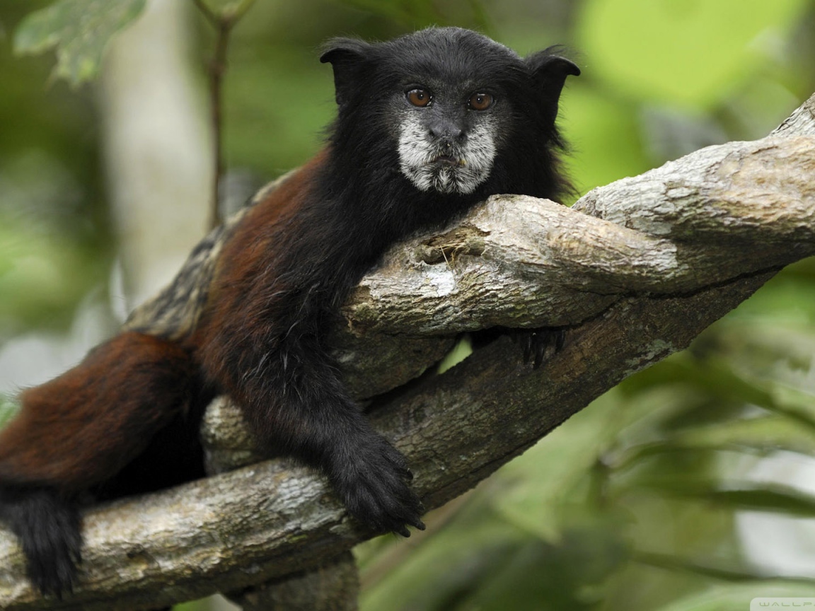 Обезьяна в джунглях Перу
