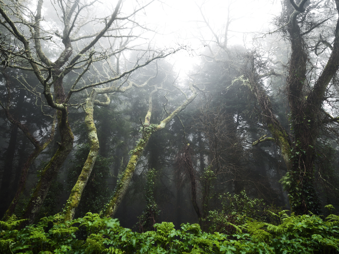 Тропический лес в Португалии