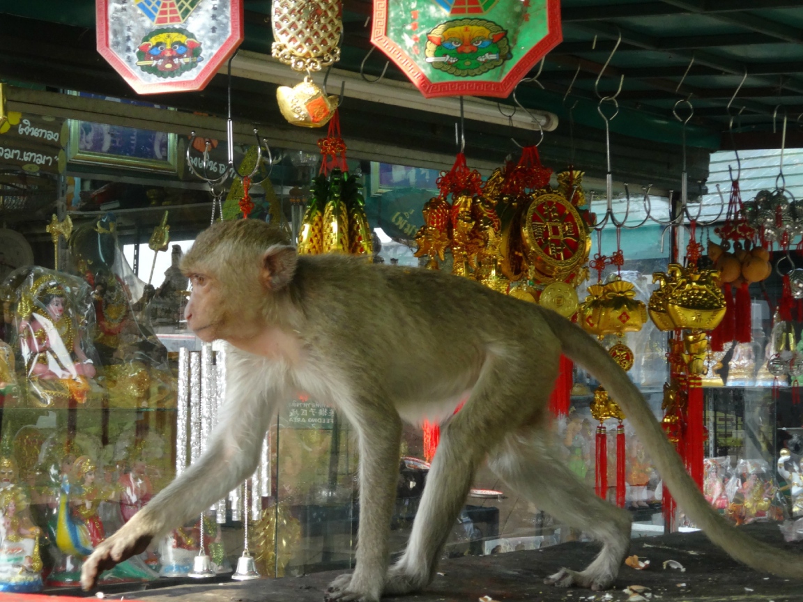 Обезьяна на прилавке на курорте Лопбури, Таиланд