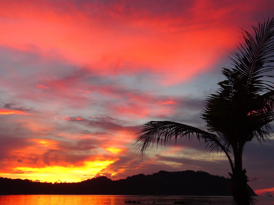 Пальма на фоне заката на острове Панган, Таиланд