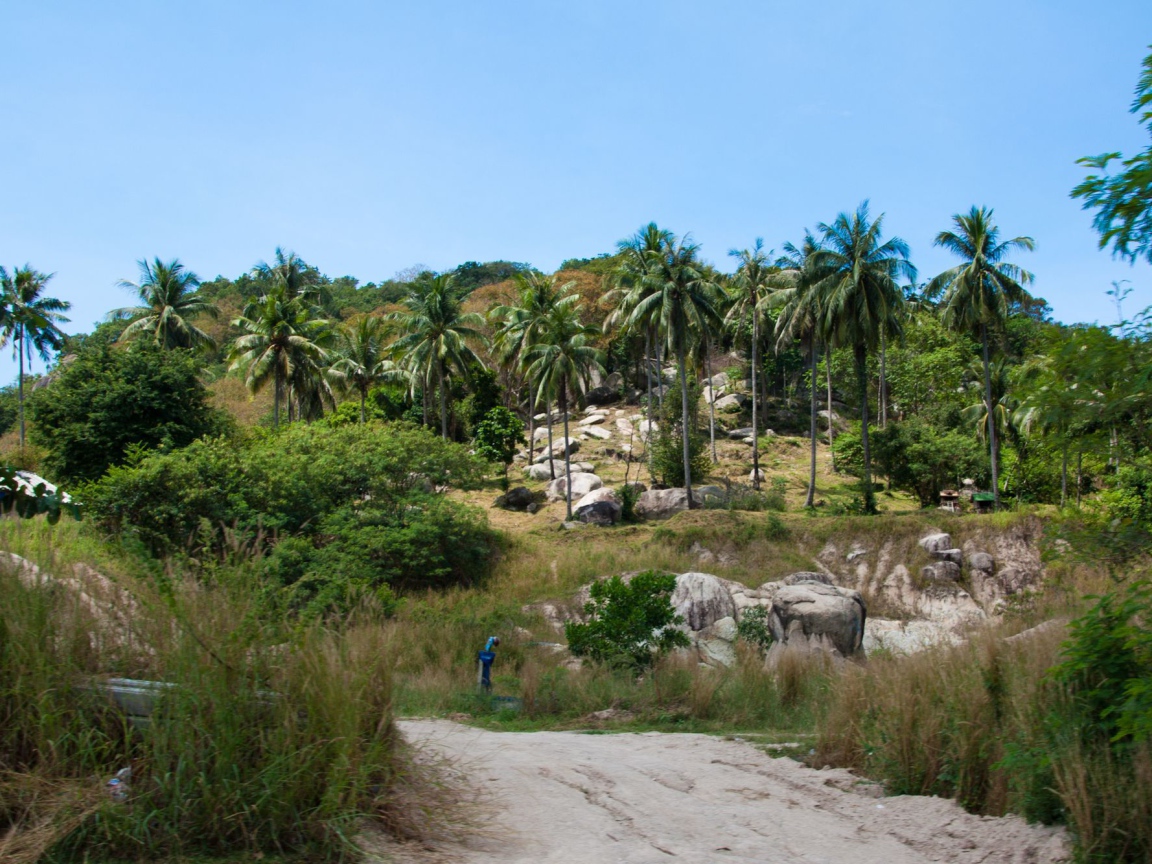 Пальмы на скале на острове Тао, Таиланд