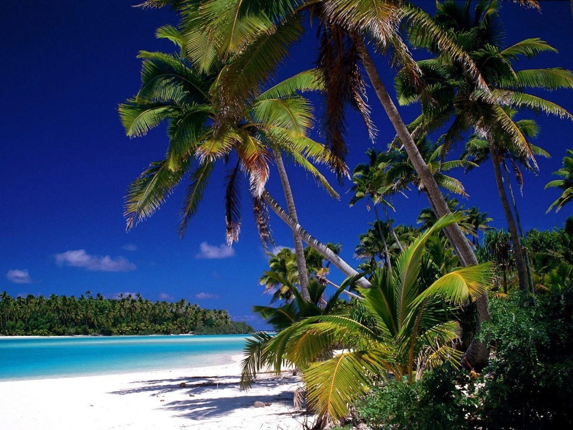 Пальмы на берегу на острове Тао, Таиланд