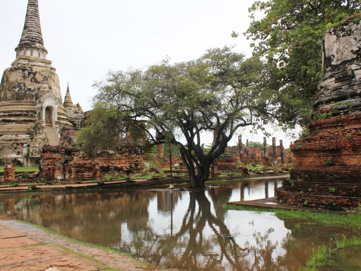 Дерево в воде на курорте Лопбури, Таиланд