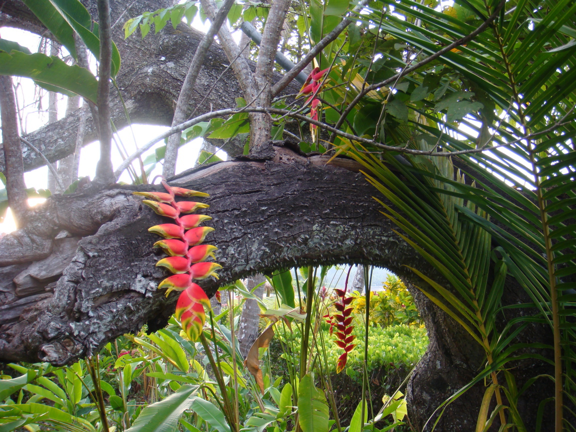 Красивые деревья в Коста-Рике