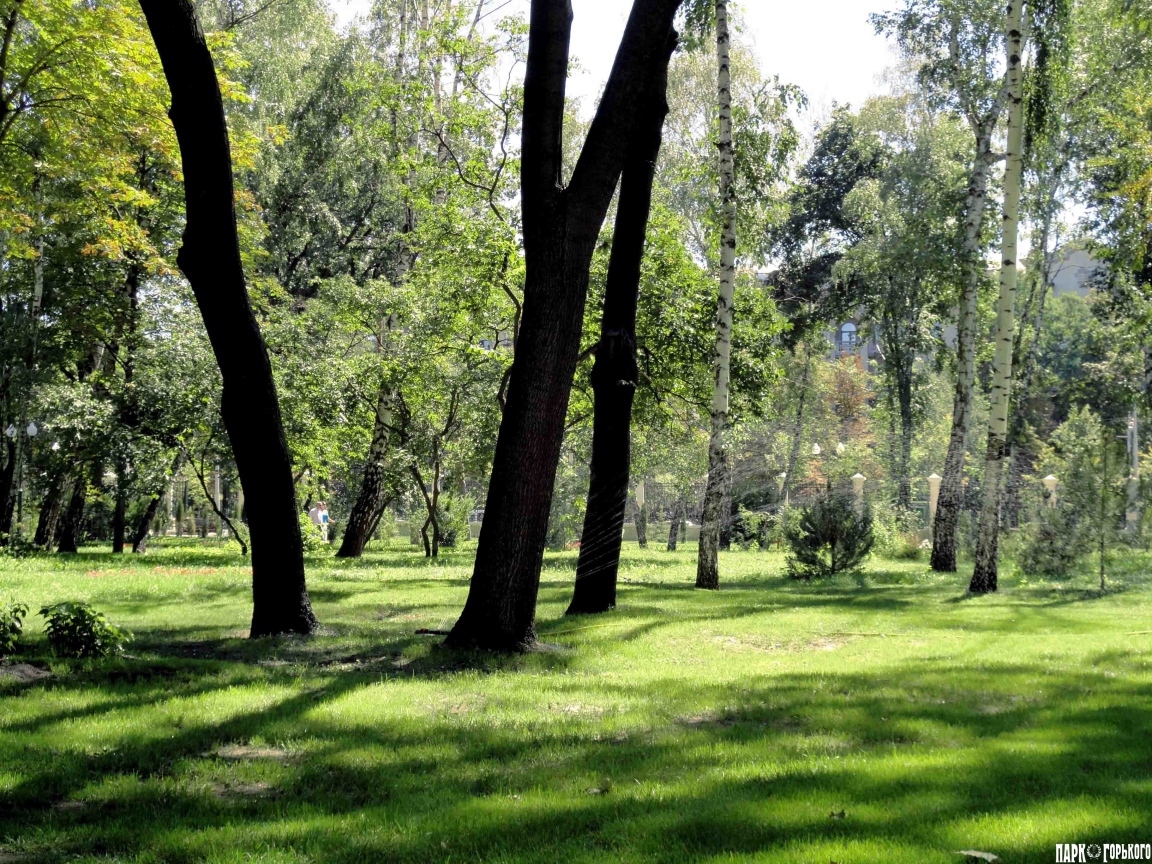 Леса в Харькове