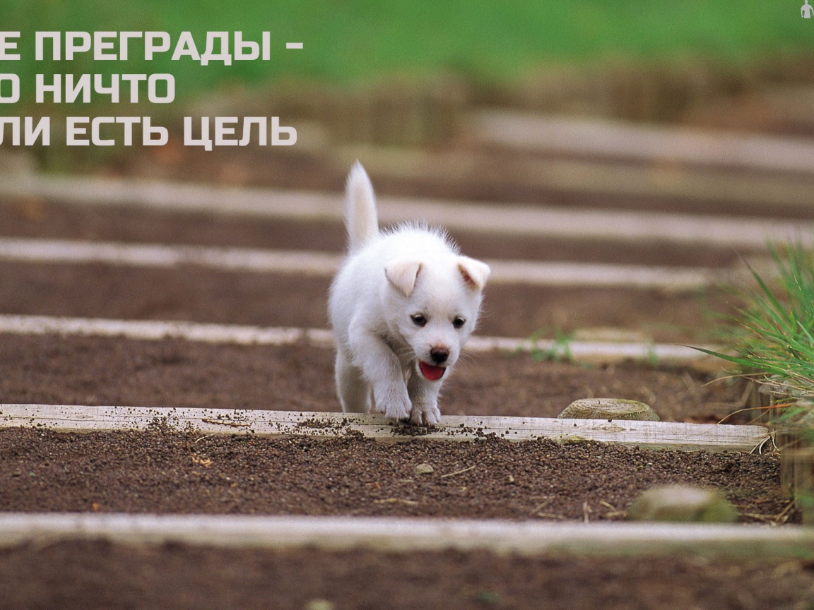 Иди к своей цели