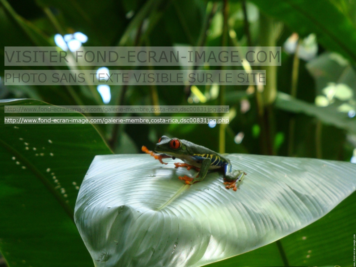 Геолинк Коста-Рика