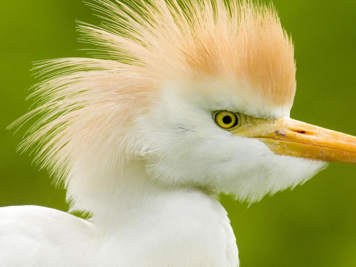 Интересные птицы в Коста-Рике