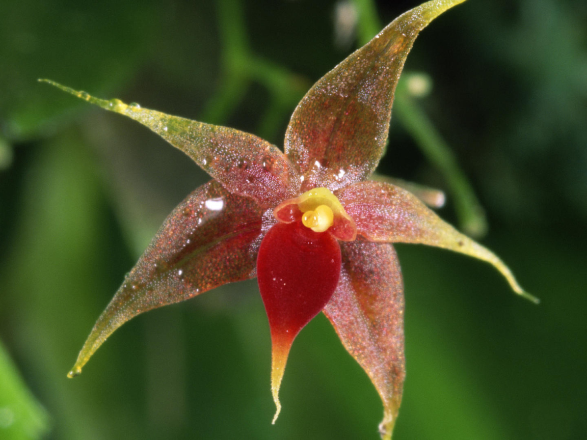 Орхидея в Коста-Рика