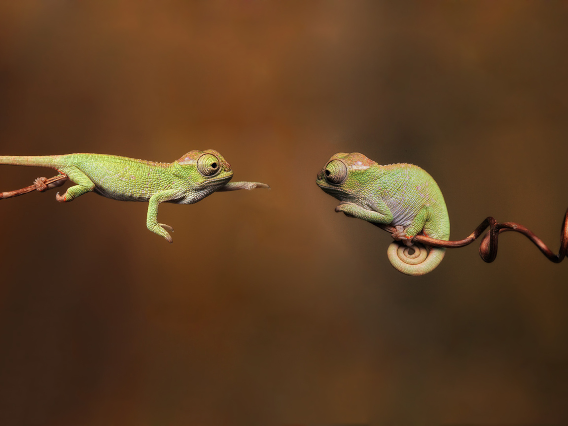 Фотография две ящерицы