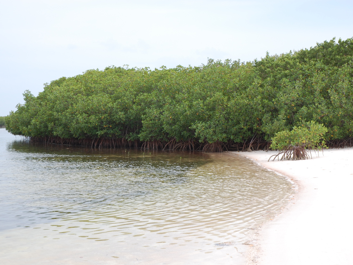 Деревья у воды на курорте Кайо Энсеначос, Куба